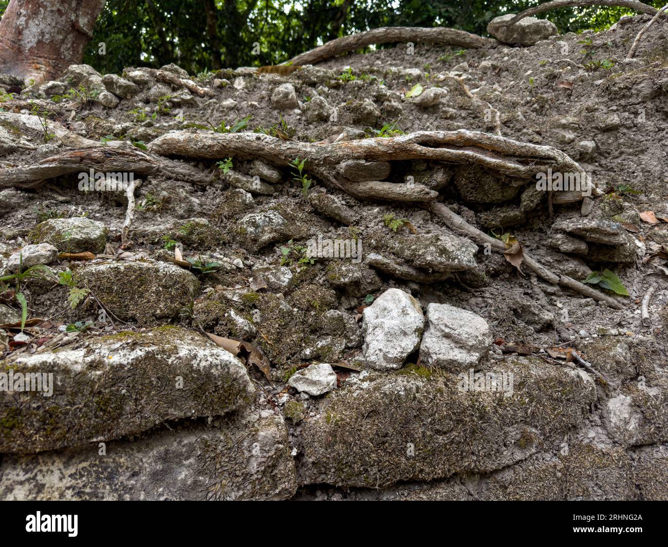 Tree roots growing on partially-excavated Structure B5, Plaza G, in the ...