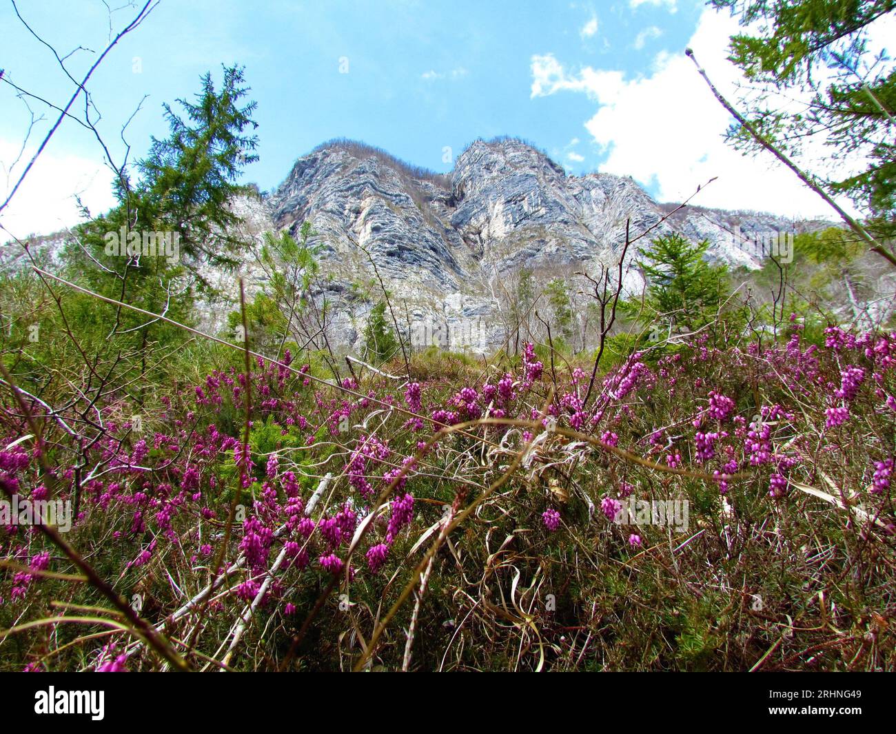 Mountains in Julian alps and triglav national park in Gorenjska, Slovenia with vertical rock wall bellow and pink winter heath flowering Stock Photo