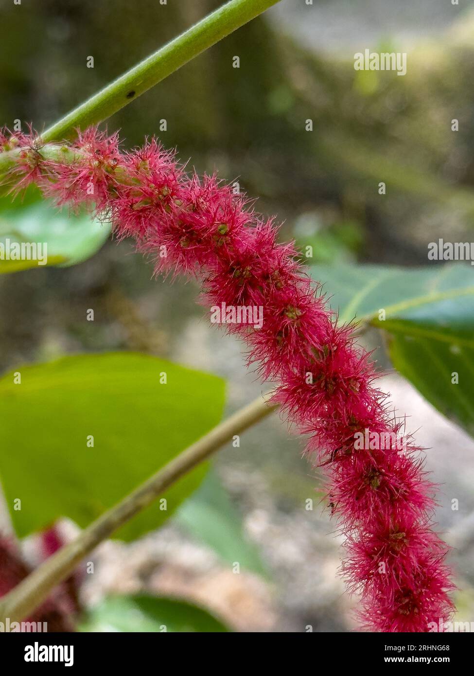 The red inflorescence of a chenille plant, Acalypha hispida, in the Cahal Pech Archeological Reserve in San Ignacio, Belize. Stock Photo