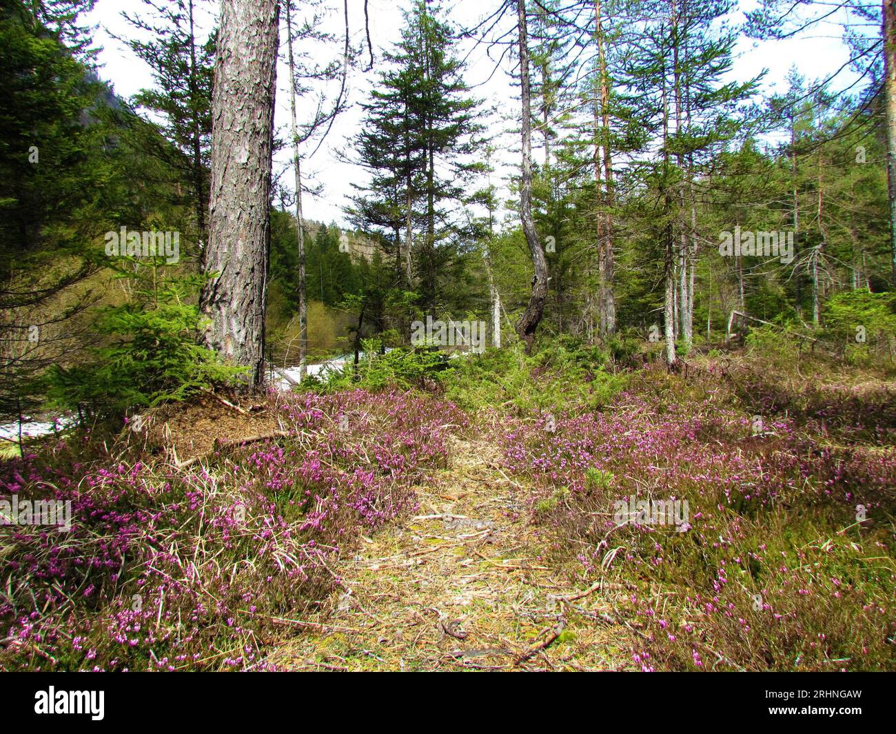 Pink winter heath flowers covering the ground on a sunny day Stock Photo