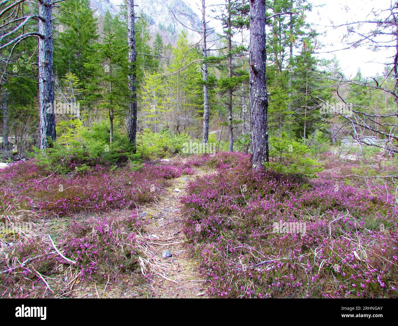Pink winter heath flowers covering the ground in a european red pine (Pinus sylvestris) forest Stock Photo