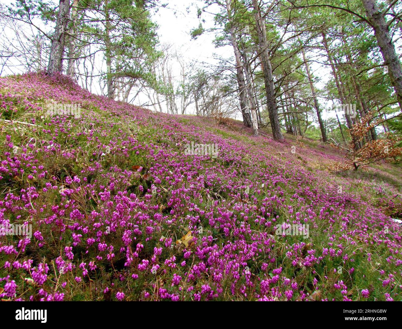 Pink winter heath flowers covering the ground in a european red pine (Pinus sylvestris) forest Stock Photo