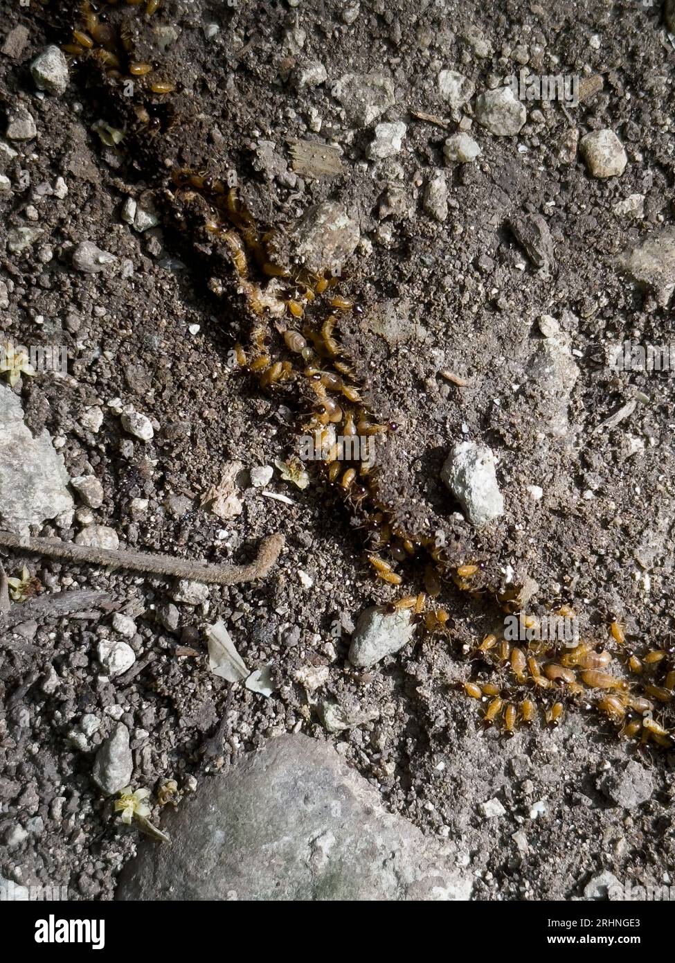 Conehead termites hires stock photography and images Alamy