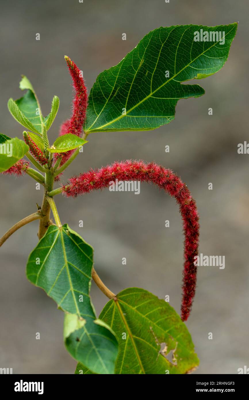 The red inflorescence of a chenille plant, Acalypha hispida, in the Cahal Pech Archeological Reserve in San Ignacio, Belize. Stock Photo