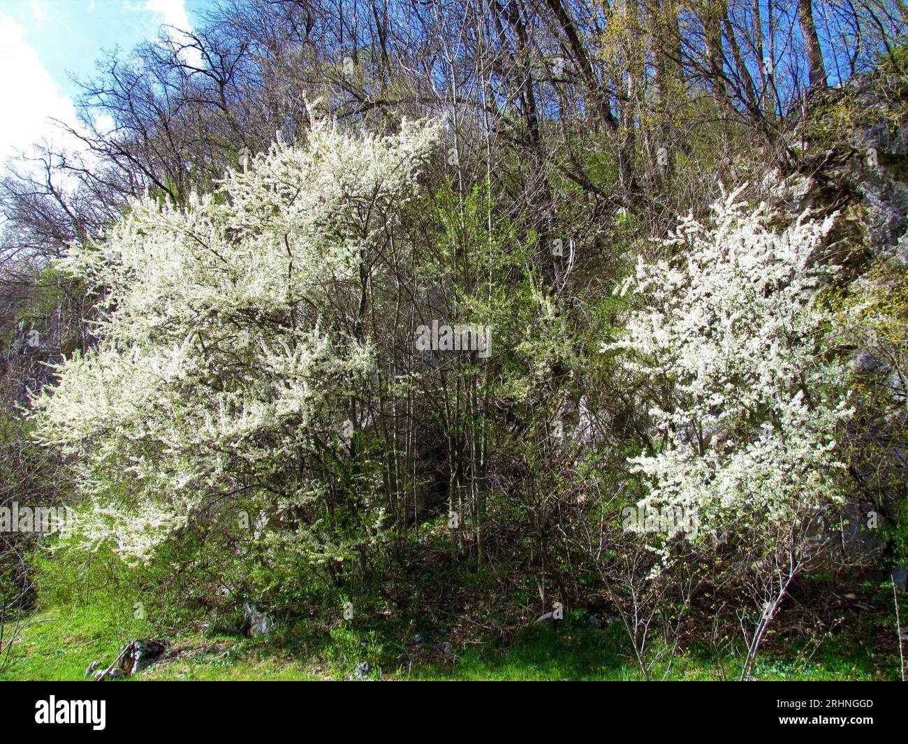 White Color Tree White blooming trees hi-res stock photography and images - Alamy