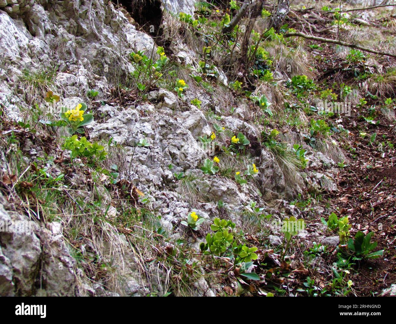 Yellow blooming auricula (Primula auricula) flowers growing in the rocks Stock Photo