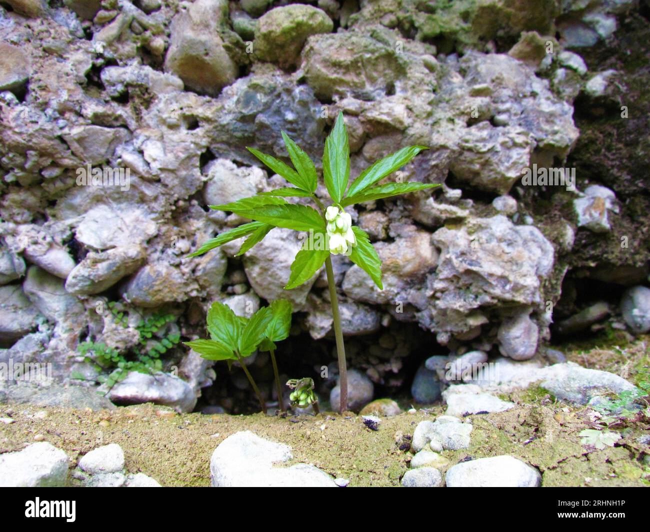 Close up of Cardamine enneaphyllos Stock Photo
