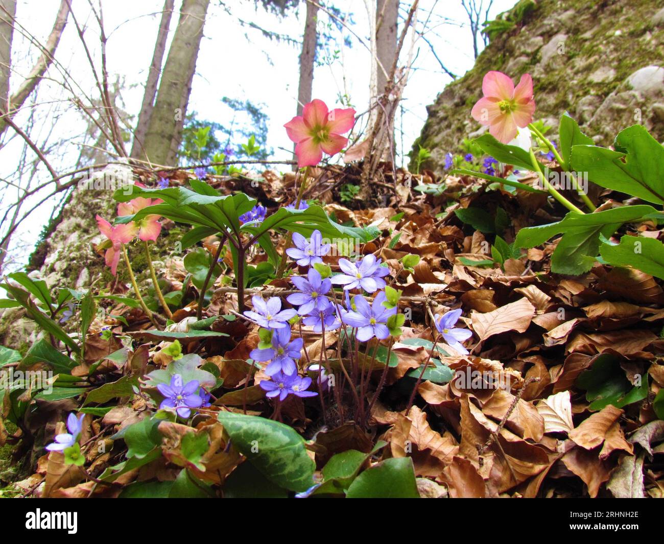 Blue common hepatica (Anemone hepatica) flowers and pink christmas rose ...