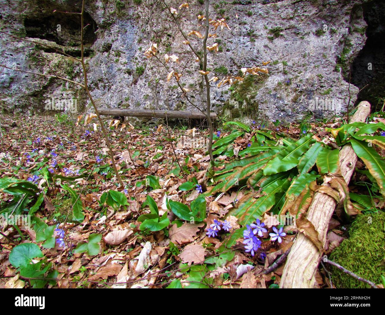 Blue anemone hepatica flowers and hart's tongue fern plants covering the ground and a wooden bench next to rocks Stock Photo