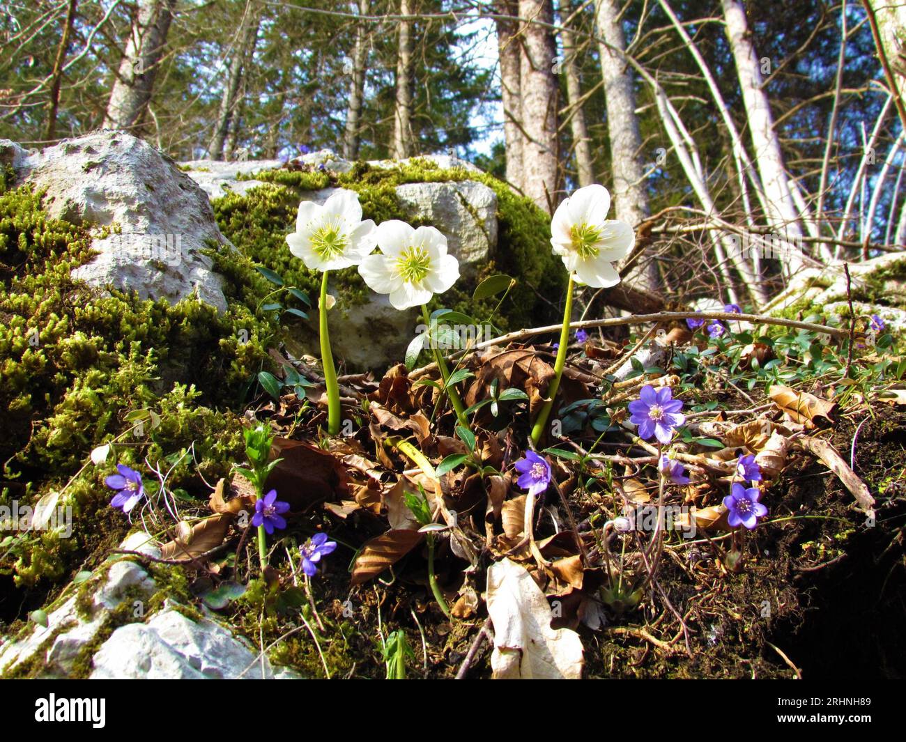 Spring wild garden with white christmas rose (Helleborus niger) and purple common hepatica, liverwort (Anemone hepatica) flowers Stock Photo
