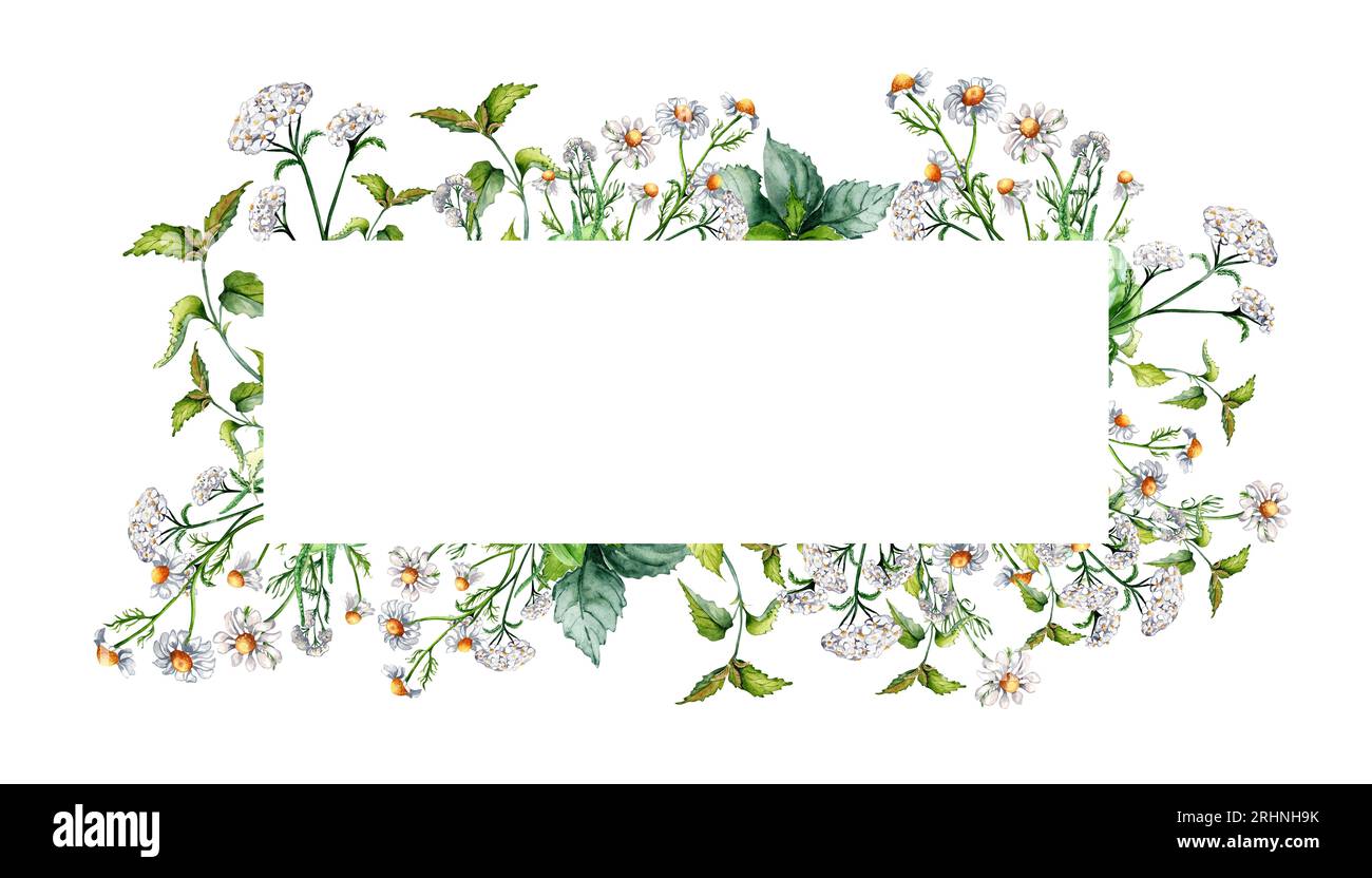 Frame of meadow medicinal flower, herb plants watercolor illustration isolated on white background. Daisy, chamomile, nettle, achillea millefolium Stock Photo