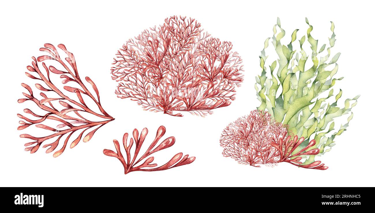 Set of sea plants, coral watercolor illustration isolated on white background. Pink agar agar seaweed, phyllophora hand drawn. Design element for Stock Photo