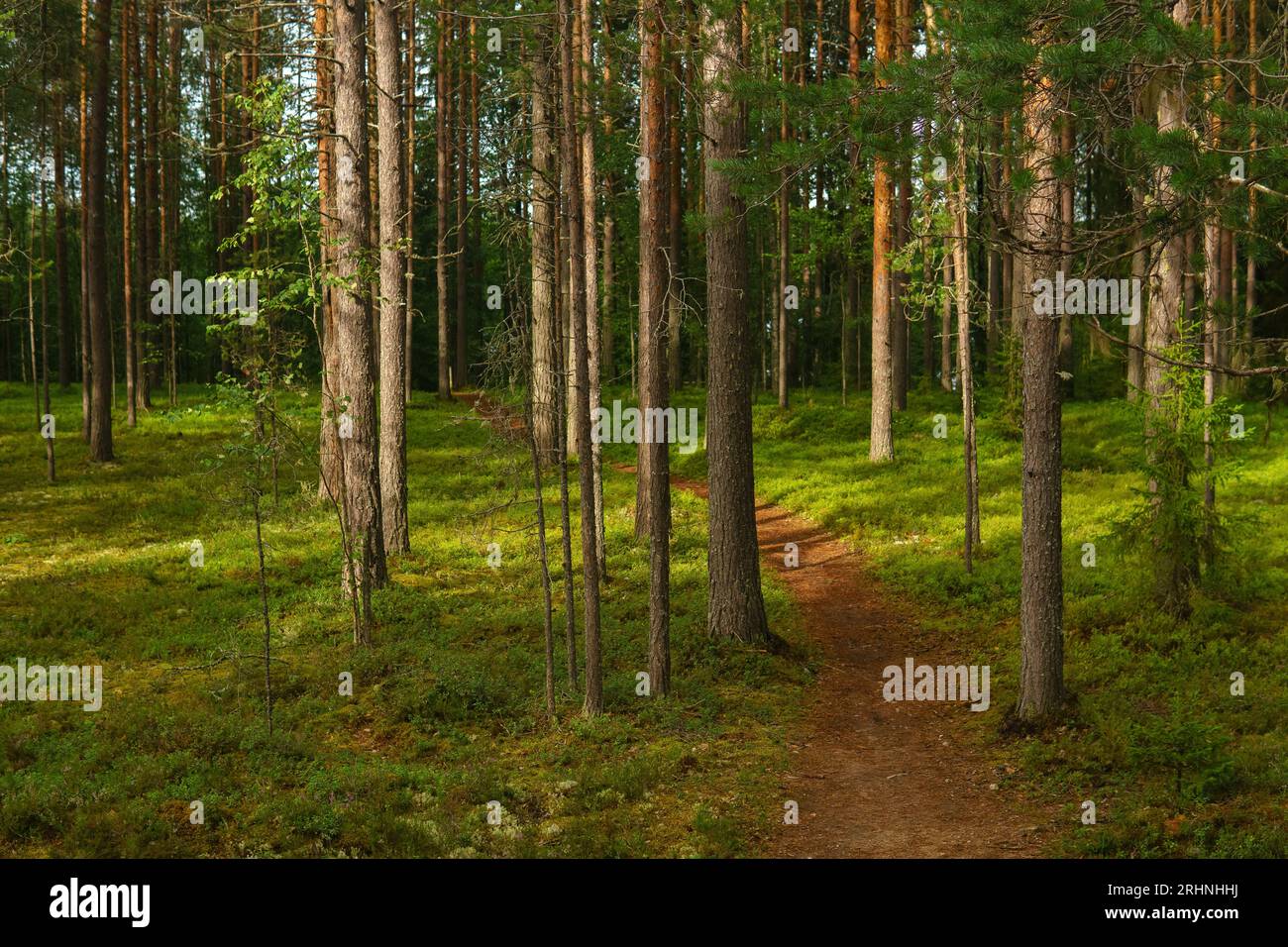 Boreal forest understory hi-res stock photography and images - Alamy