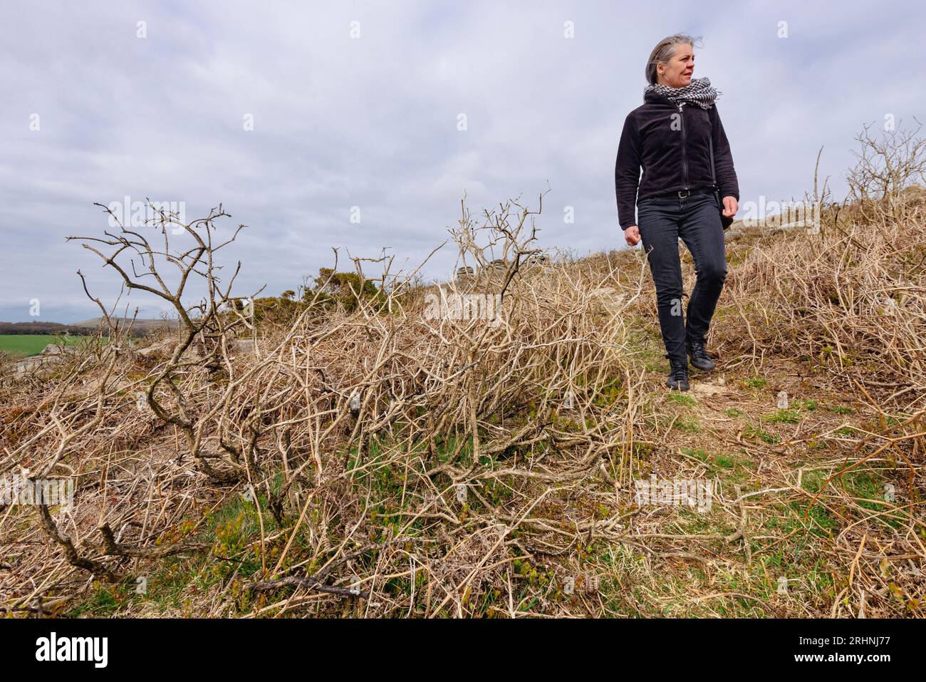 A person enjoys a walk among the dry grasses around Dartmoor National Park in Devon England UK Stock Photo