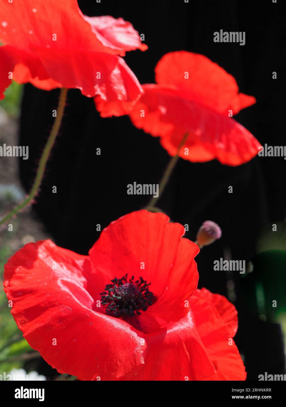 beautiful vibrant red poppies isolated against a black background Stock ...