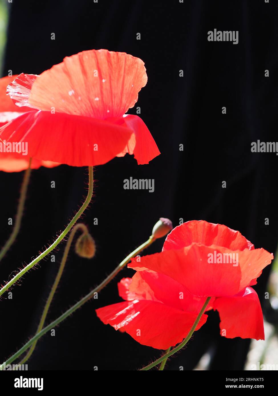 beautiful vibrant red poppies isolated against a black background Stock ...