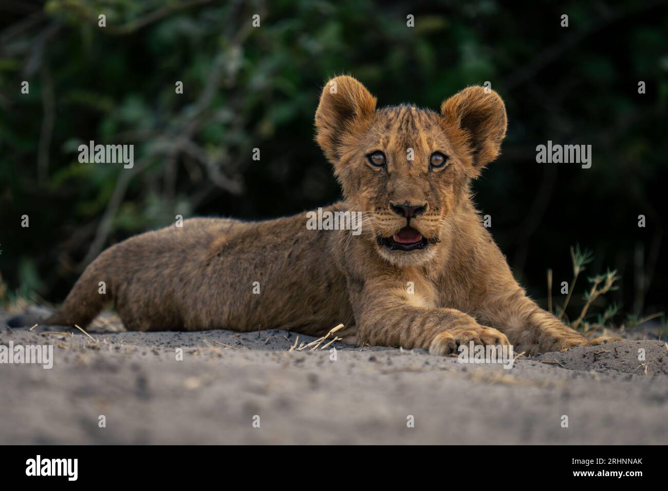African lion lying near bushes hi-res stock photography and images - Alamy