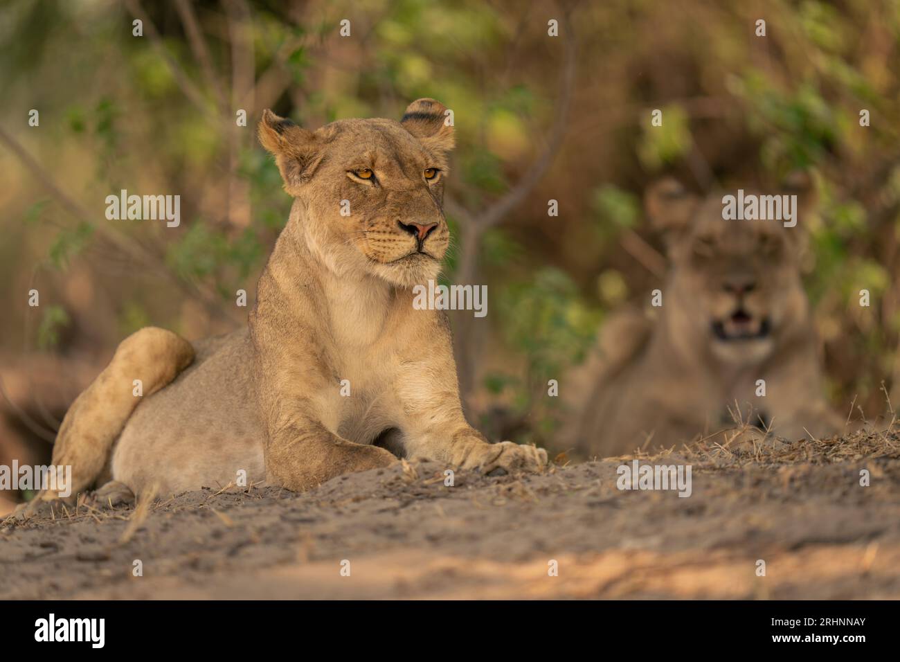 African lion lying near bushes hi-res stock photography and images - Alamy
