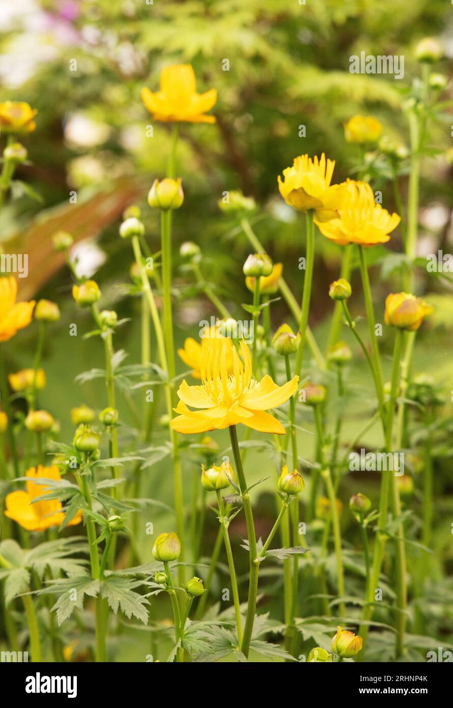 Trollius Chinensis 'Golden Queen' at Chelsea Flower Show; Herbacious perennial Stock Photo