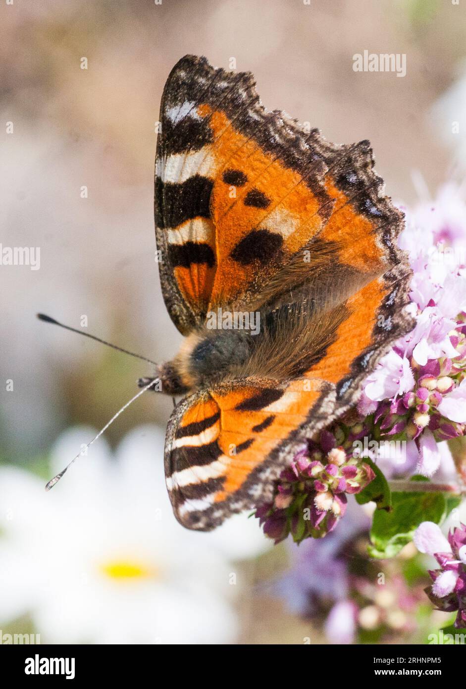 SMALL TORTOISESHELL Aglais urticae butterfly Stock Photo