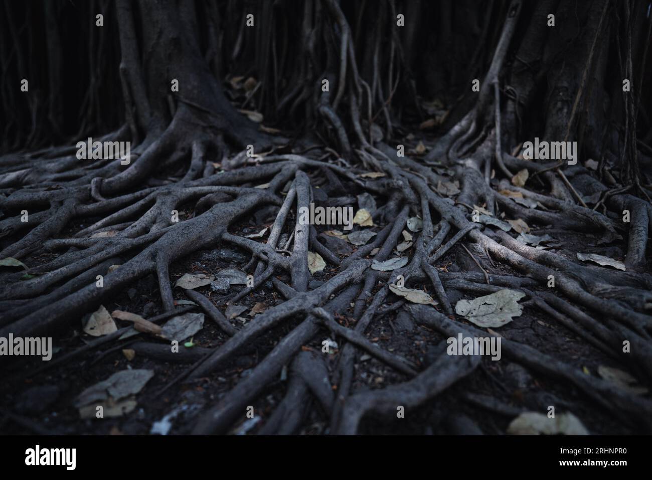 Twisting tree roots hi-res stock photography and images - Alamy