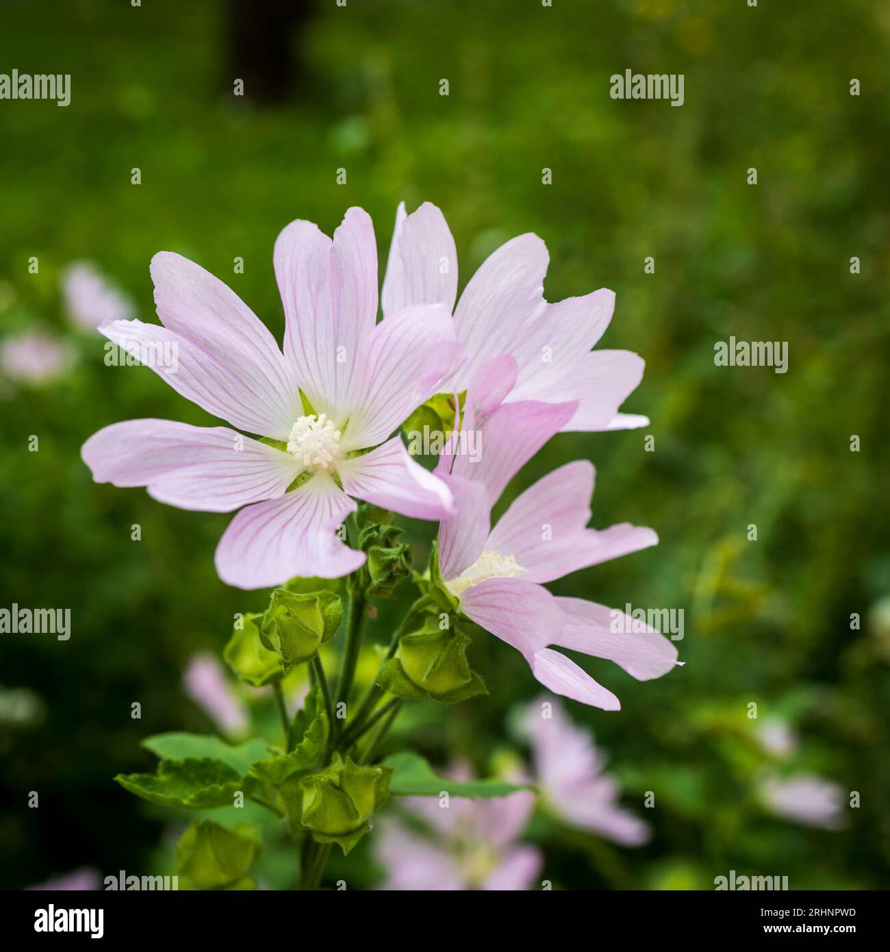 Althaea officinalis, the marsh mallow or marshmallow, is a species of