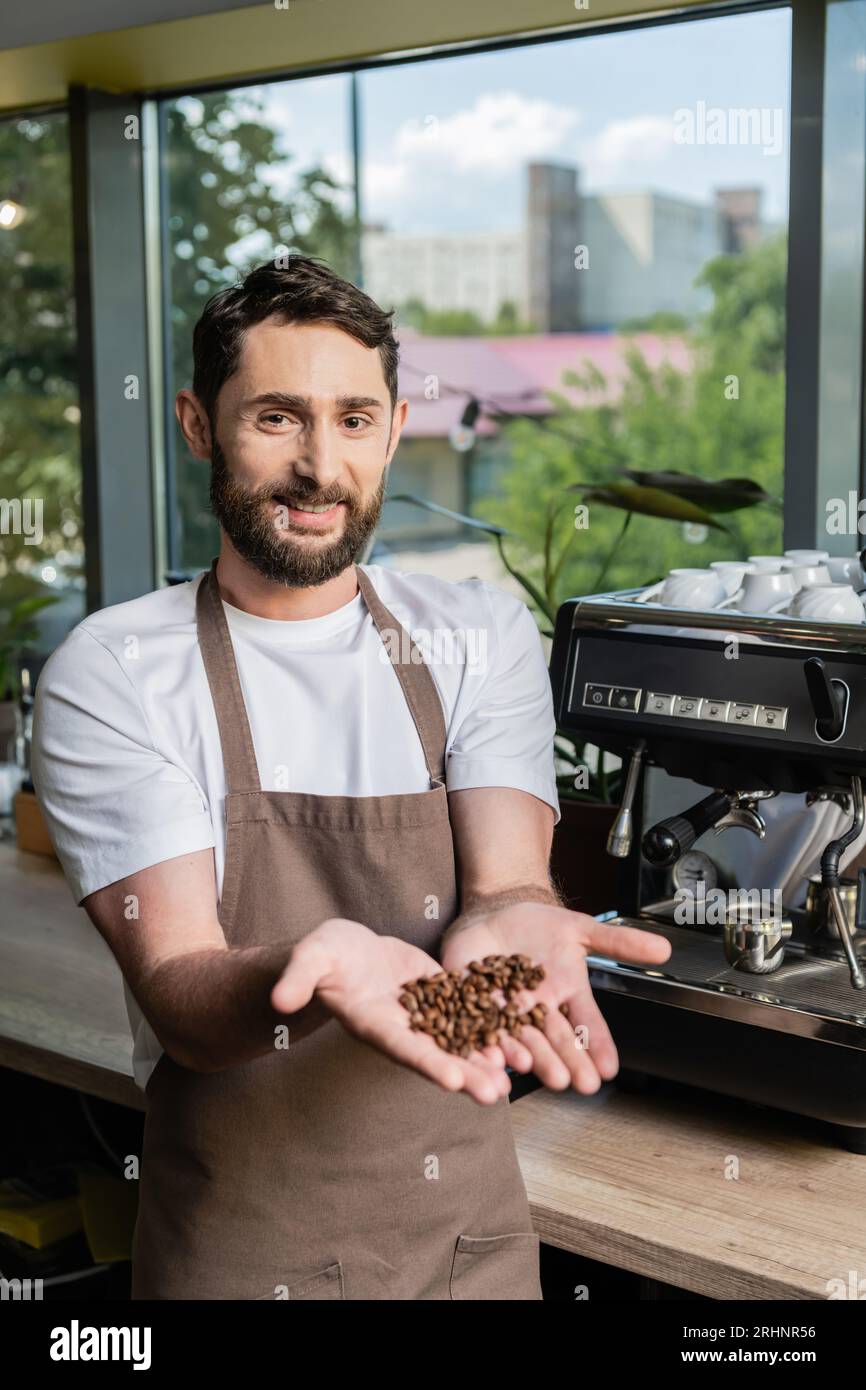 cheerful bearded barista in apron showing coffee beans while working in
