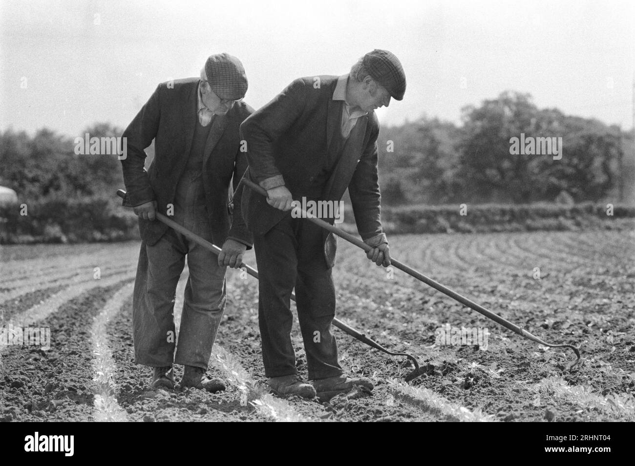 Farming East Angelia 1970s UK. Working on the land, two farm labours wearing tweed flat caps and jackets, work together hoeing a field by hand. Using a Draw Hoe, hoeing cultivates the soil and remove weeds. Norfolk, England 1973. HOMER SYKES. Stock Photo