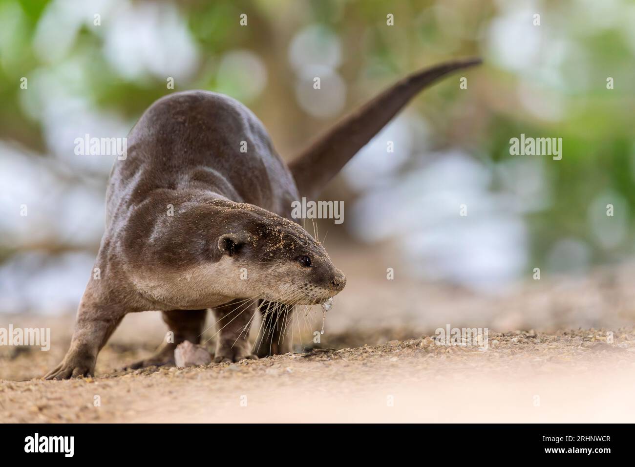 A smooth coated otter marks its territory near the entrance to its riverbank holt under a bridge, Singapore Stock Photo