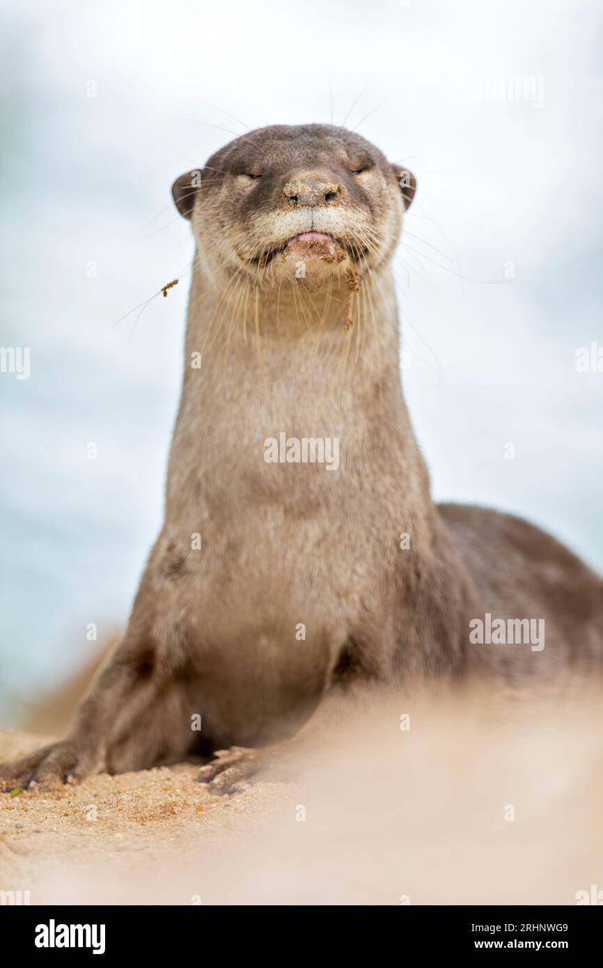 A smooth coated otter rests outside the entrance to its riverbank holt under a bridge, Singapore Stock Photo