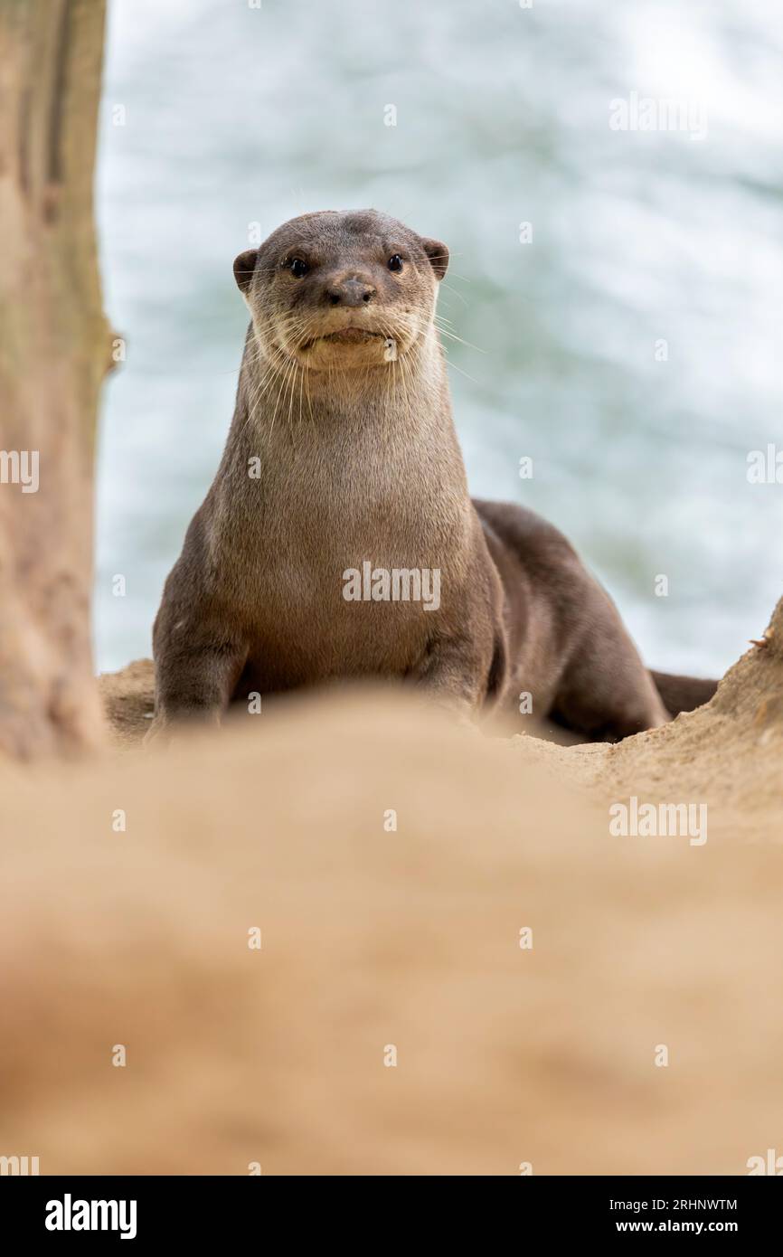 A smooth coated otter rests outside the entrance to its riverbank holt under a bridge, Singapore Stock Photo