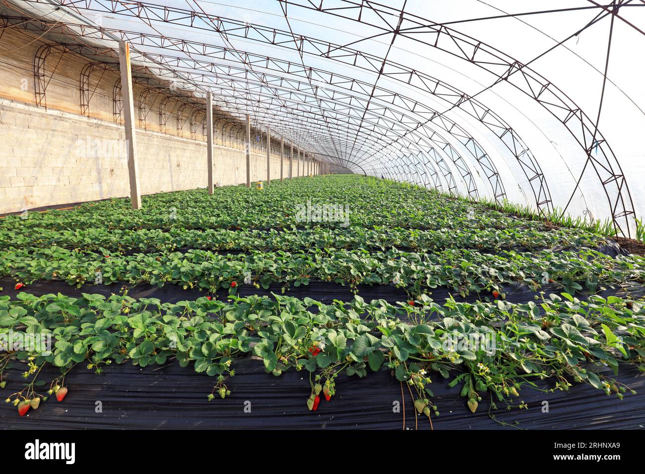 Strawberries in greenhouses Stock Photo - Alamy
