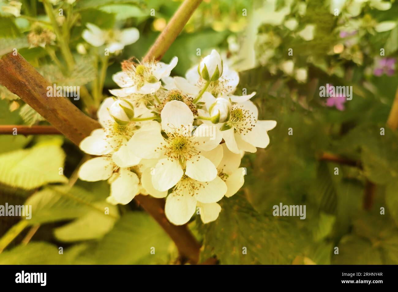 Shrubby Blackberry - Brameberry - Brambleberry - Wild Blackberry