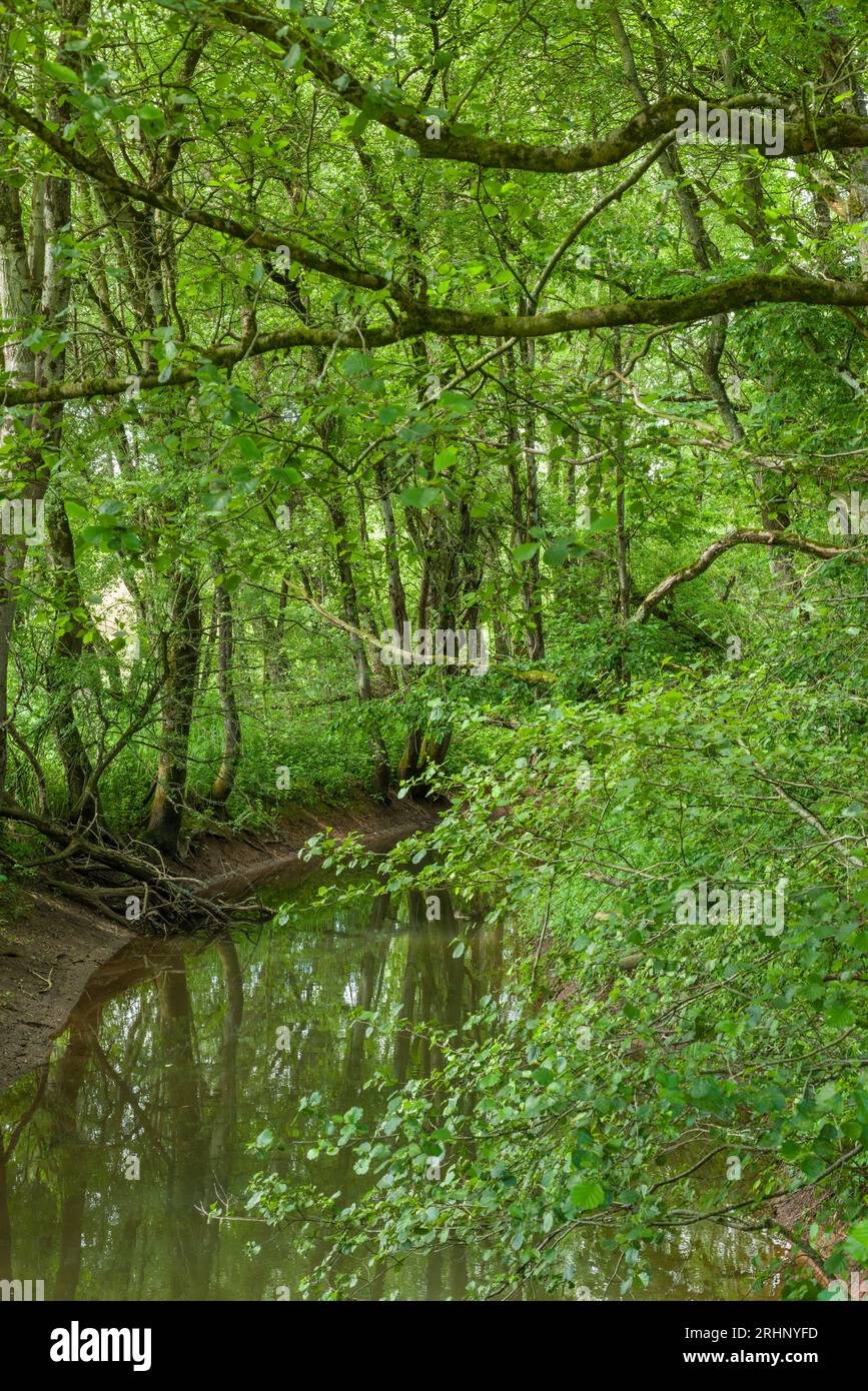 The Congresbury Yeo, or River Yeo, in woodland immediately before