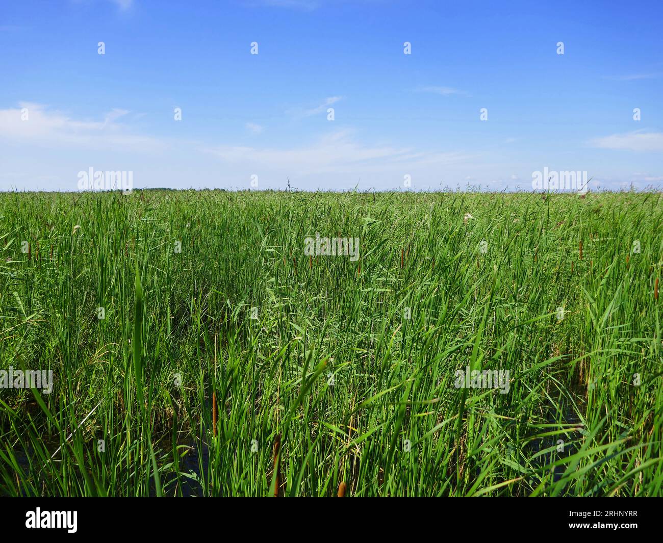 limnodium. Marshy land on large north lake Ladoga, Svir river mouth. This area is dominated by Narrow-leaved catoptric (Typha angustifolia) and Common Stock Photo