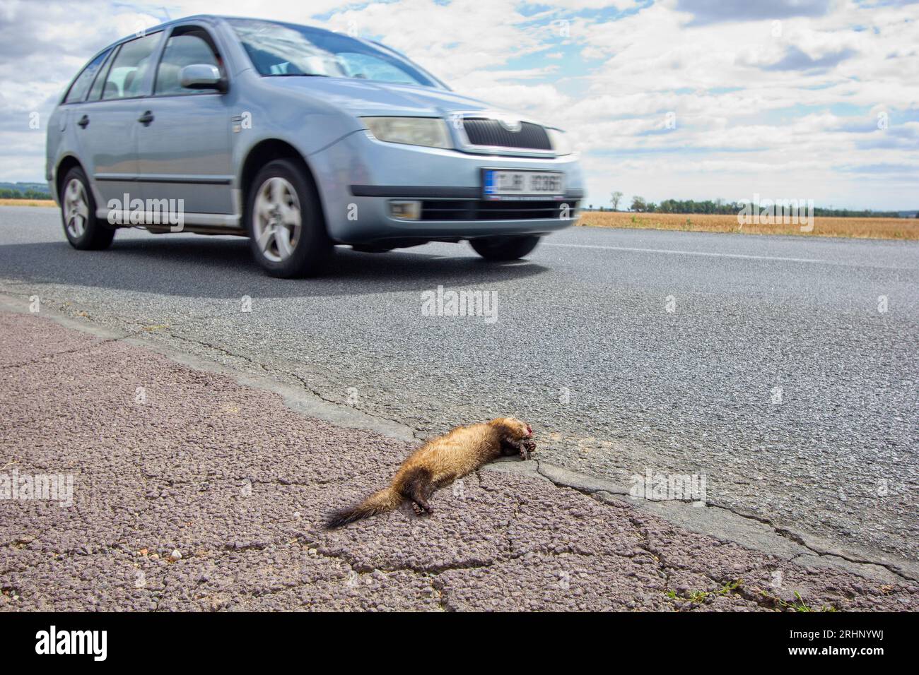 The steppe polecat, white or masked polecat (Mustela eversmanii) dead