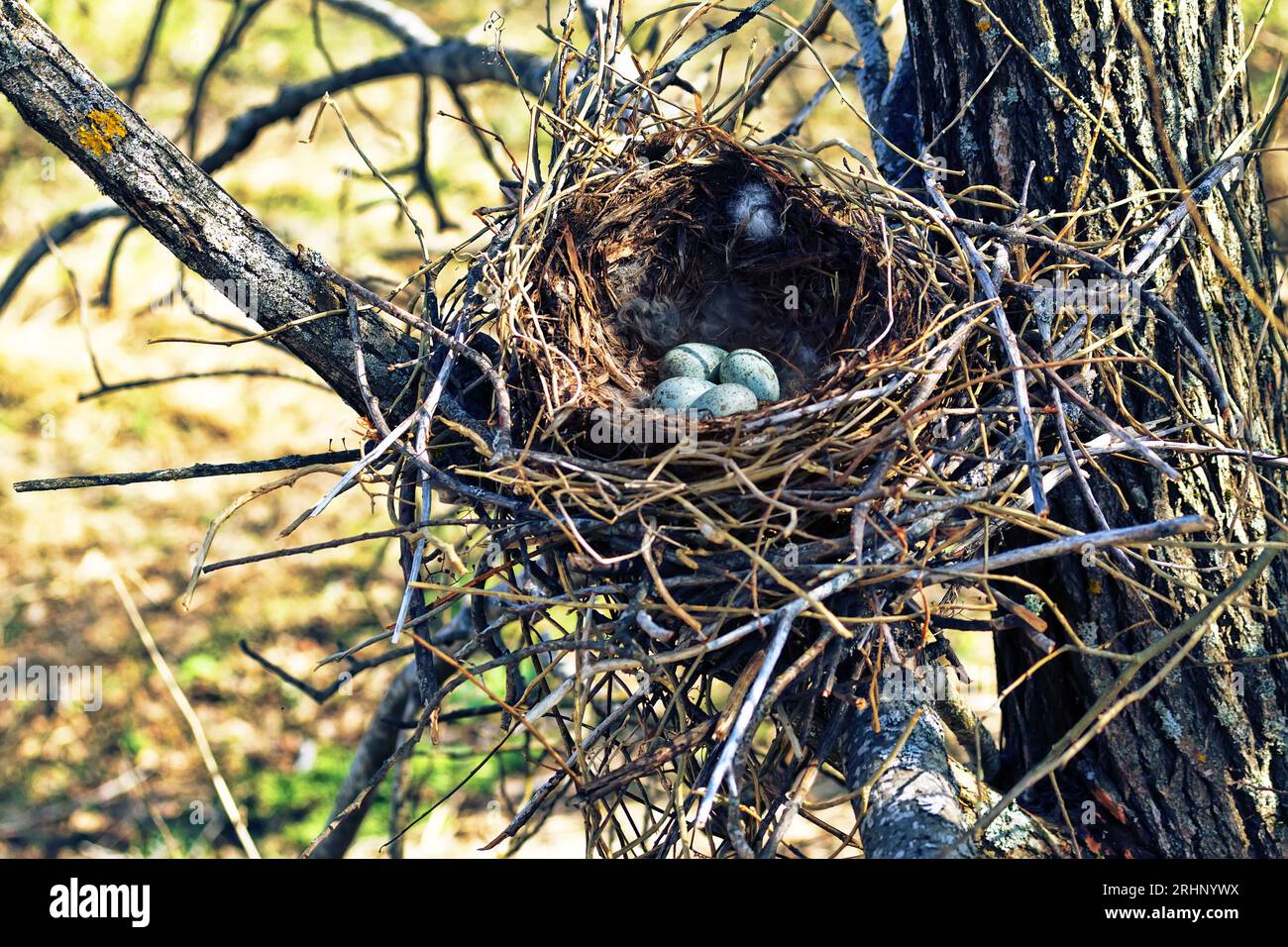 Nidology, study of birds nest. Hooded crow (Corvus cornix) nest. Clutch