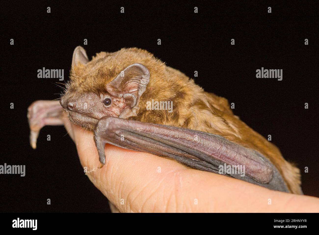 The common noctule bat (Nyctalus noctula) head detail on the hand of man Stock Photo
