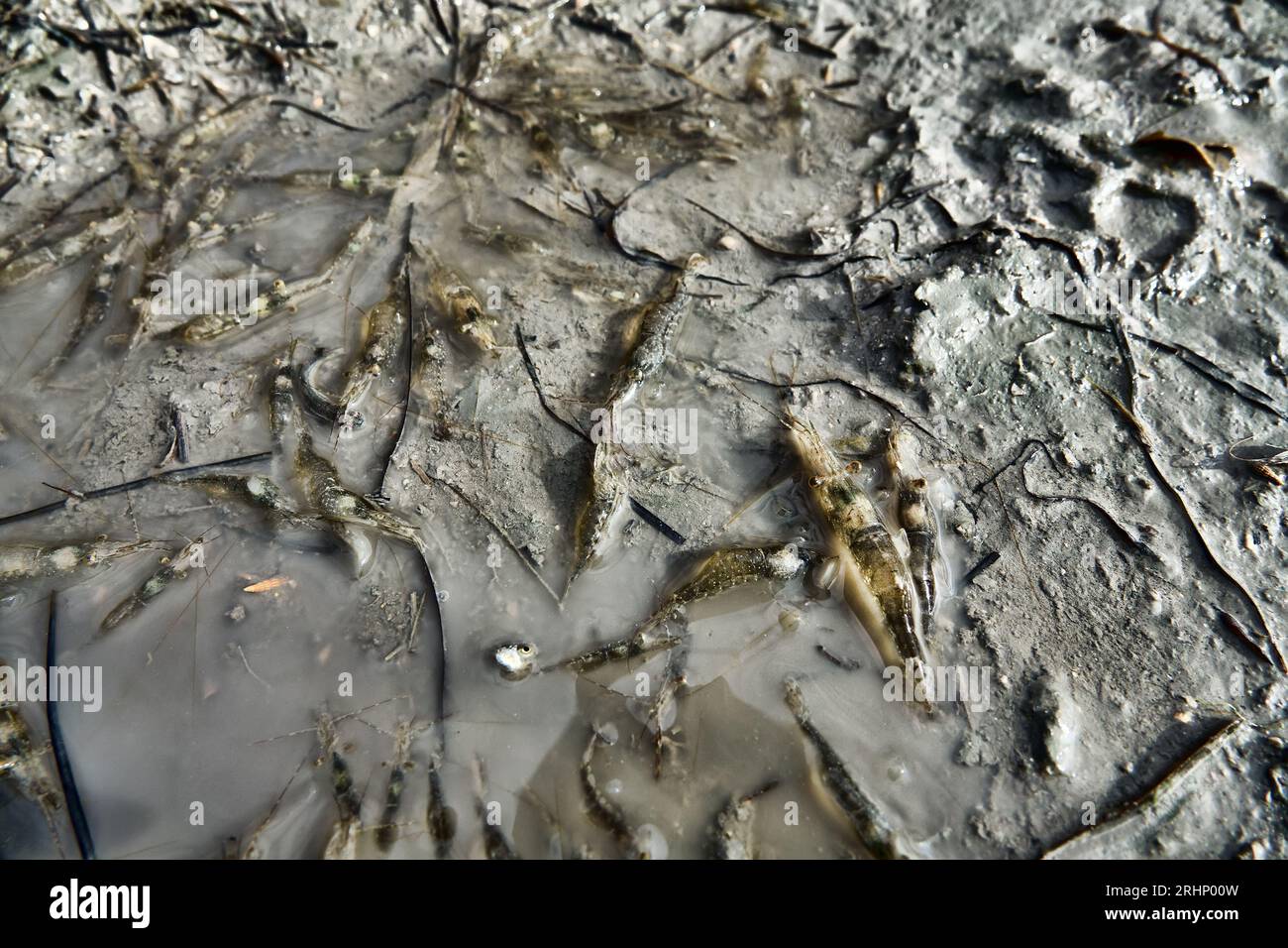 Offshore, wind., Shrimp, die, remaining, muddy, water, lagoon Stock Photo