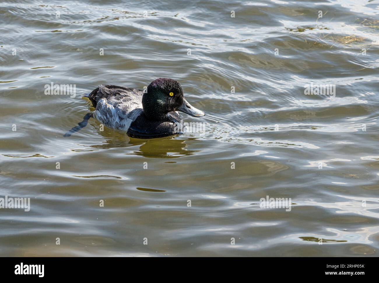 Male juvenile Eider duck on Tjörnin Pond, Reykjavik, Iceland Stock Photo