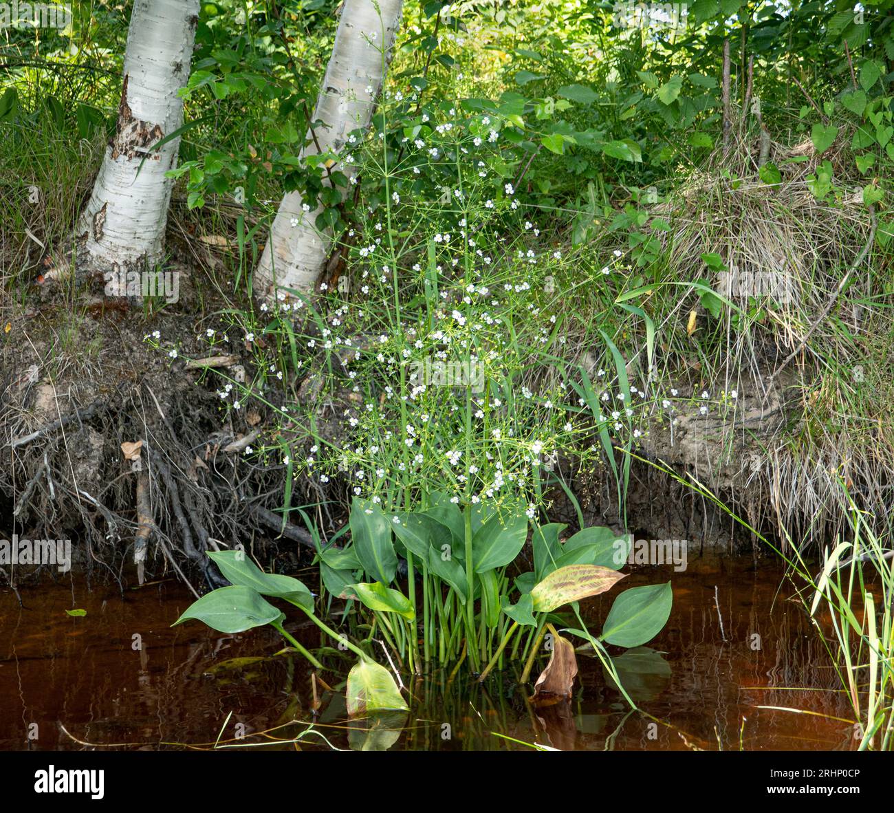American water plantain (Alisma plantago-aquatica) in river water in midsummer. northeast europe. Helium Stock Photo