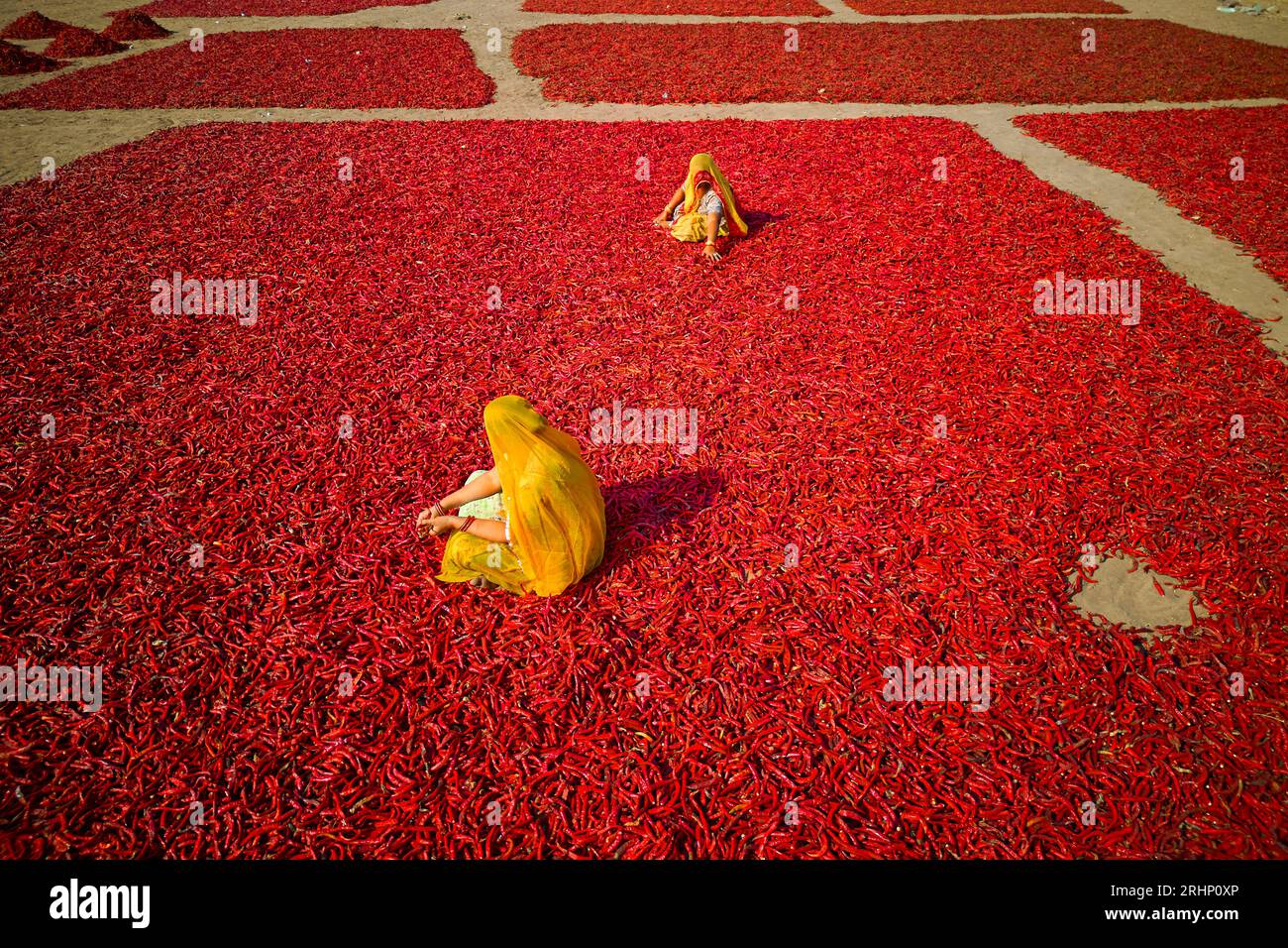 India, Rajasthan, chilli drying and sorting by women Stock Photo - Alamy