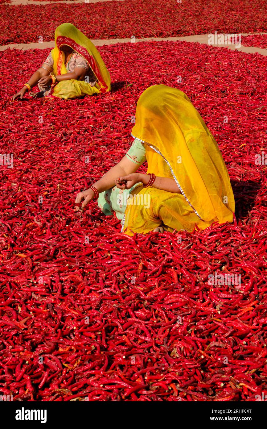 India, Rajasthan, chilli drying and sorting by women Stock Photo - Alamy