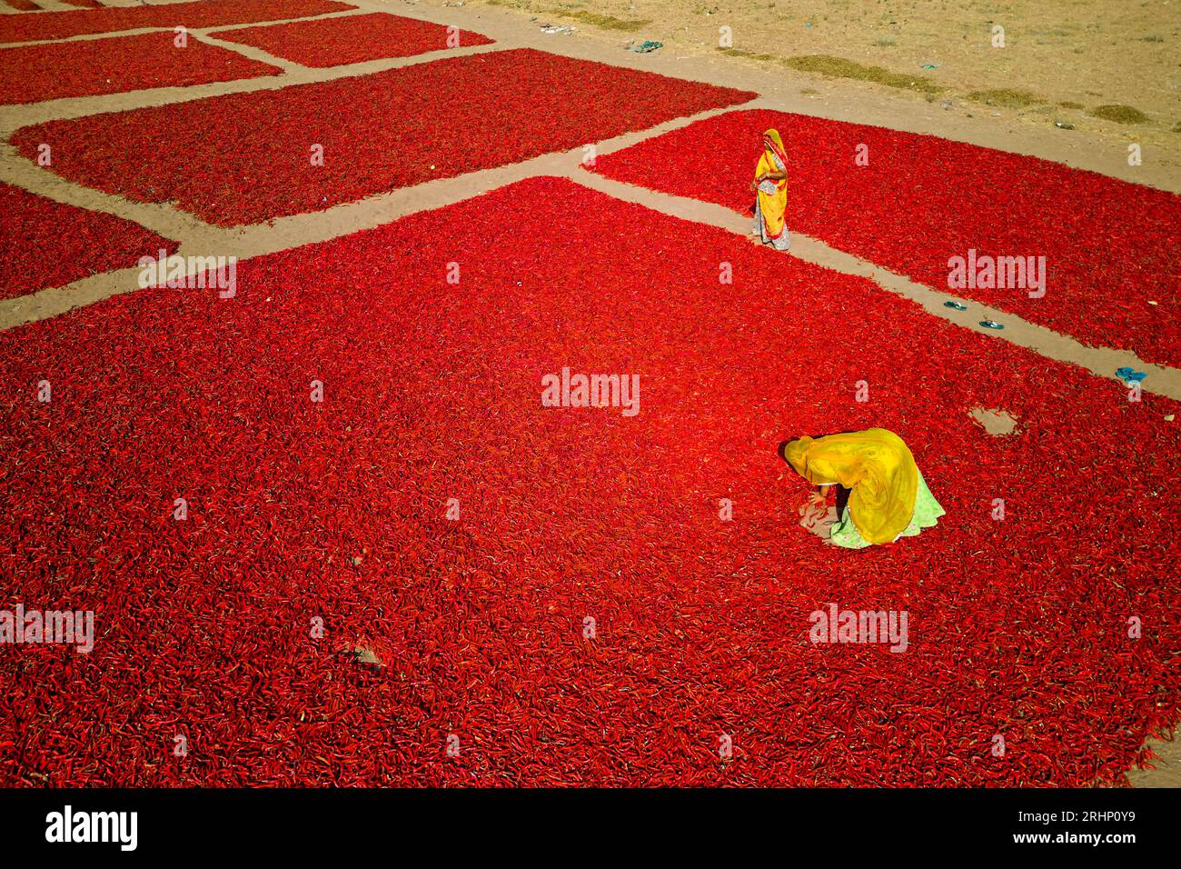 India, Rajasthan, chilli drying and sorting by women Stock Photo - Alamy