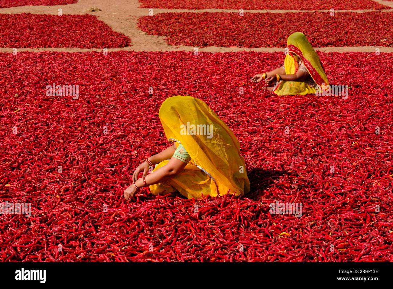 India, Rajasthan, chilli drying and sorting by women Stock Photo - Alamy