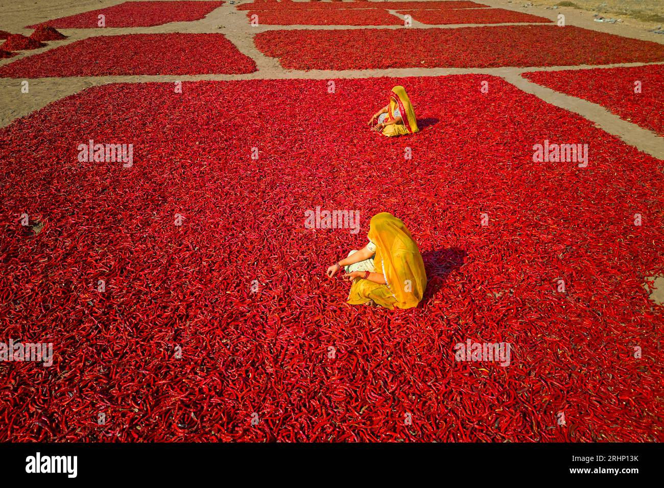 India, Rajasthan, chilli drying and sorting by women Stock Photo - Alamy