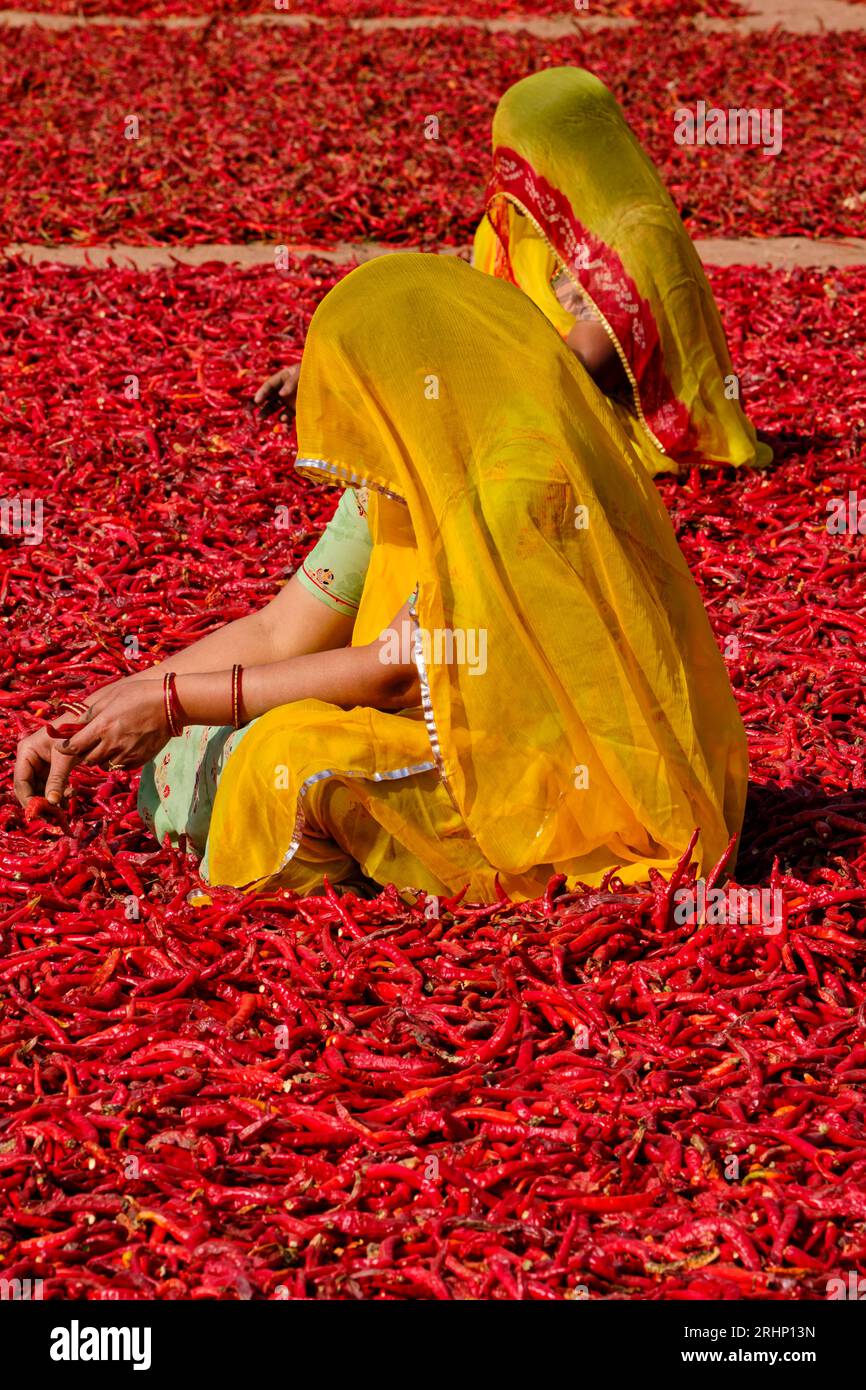 India, Rajasthan, chilli drying and sorting by women Stock Photo - Alamy