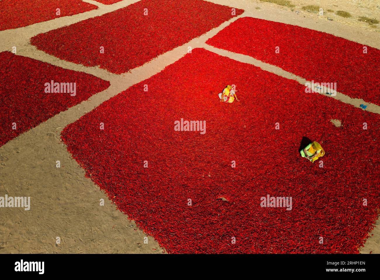 India, Rajasthan, chilli drying and sorting by women Stock Photo - Alamy