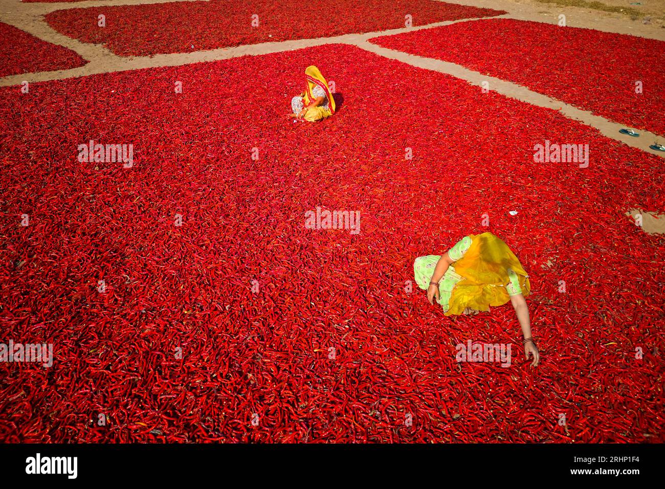 India, Rajasthan, chilli drying and sorting by women Stock Photo - Alamy