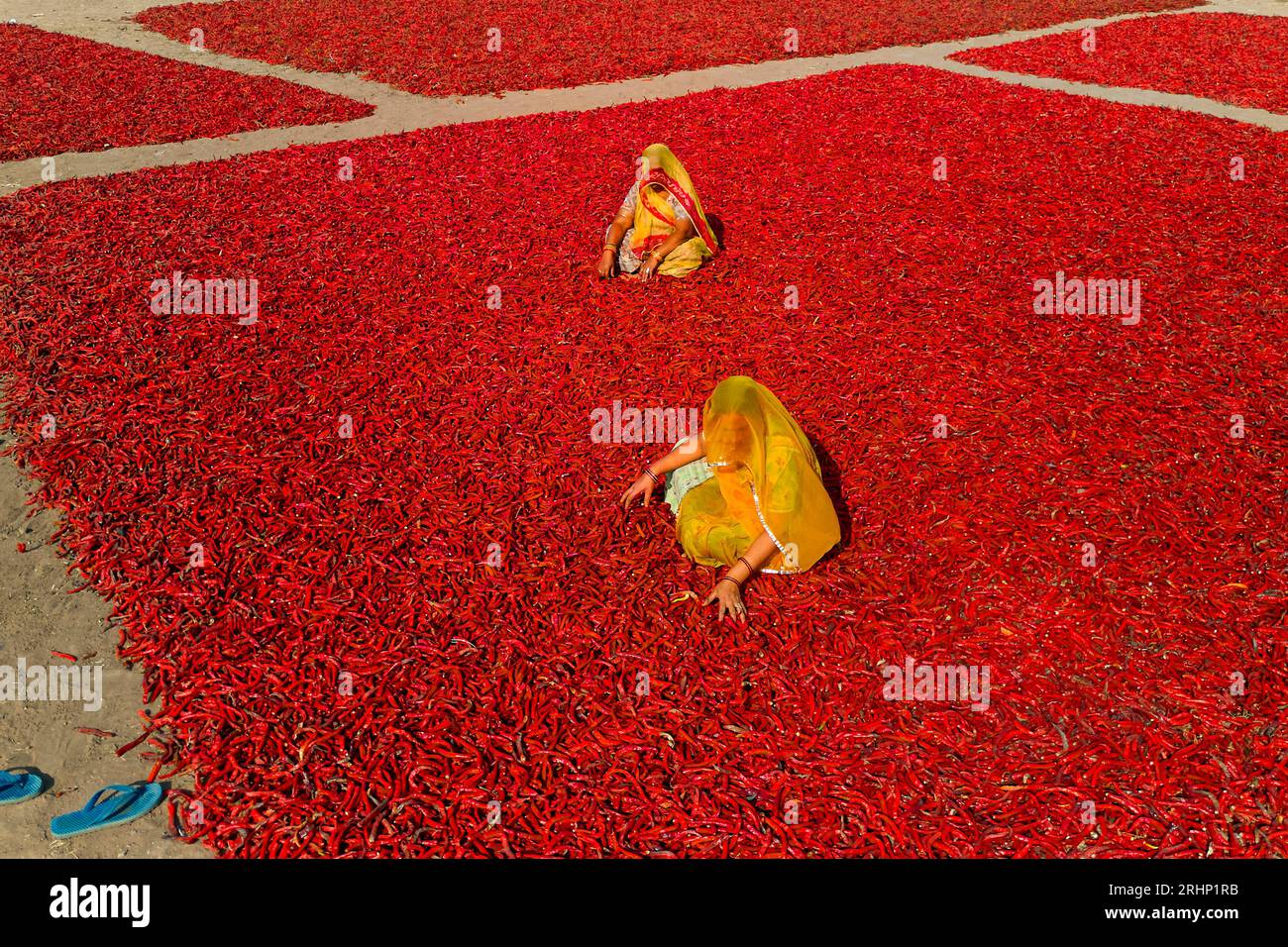 India, Rajasthan, chilli drying and sorting by women Stock Photo - Alamy